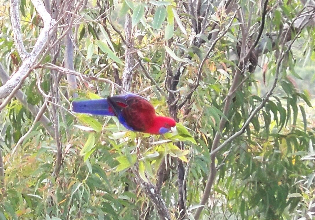 rainbow-lorikeet copy